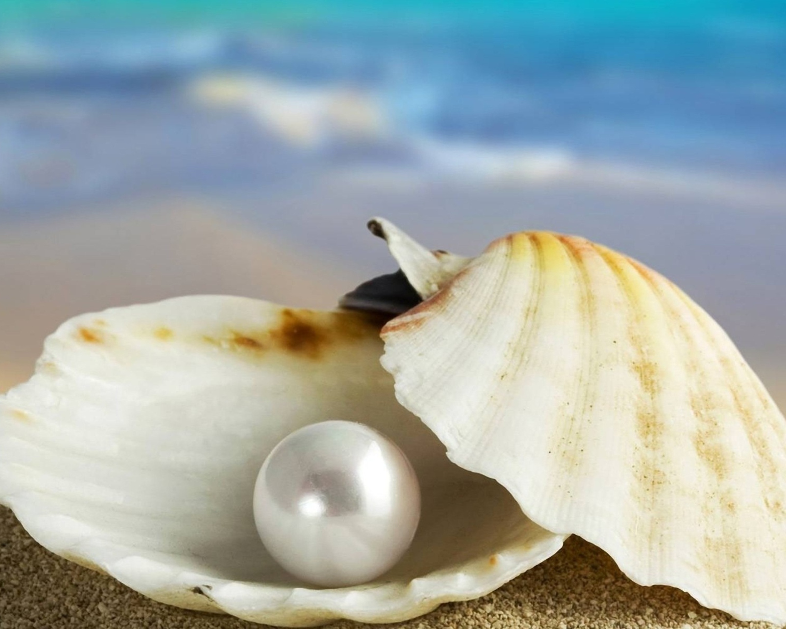 Screenshot №1 pro téma Pearl And Seashell 1600x1280
