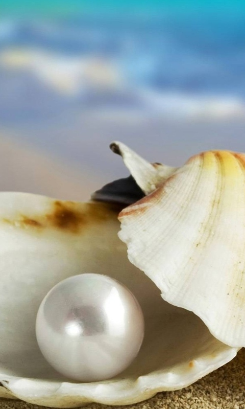 Pearl And Seashell screenshot #1 480x800