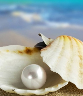 Kostenloses Pearl And Seashell Wallpaper für Nokia X3-02