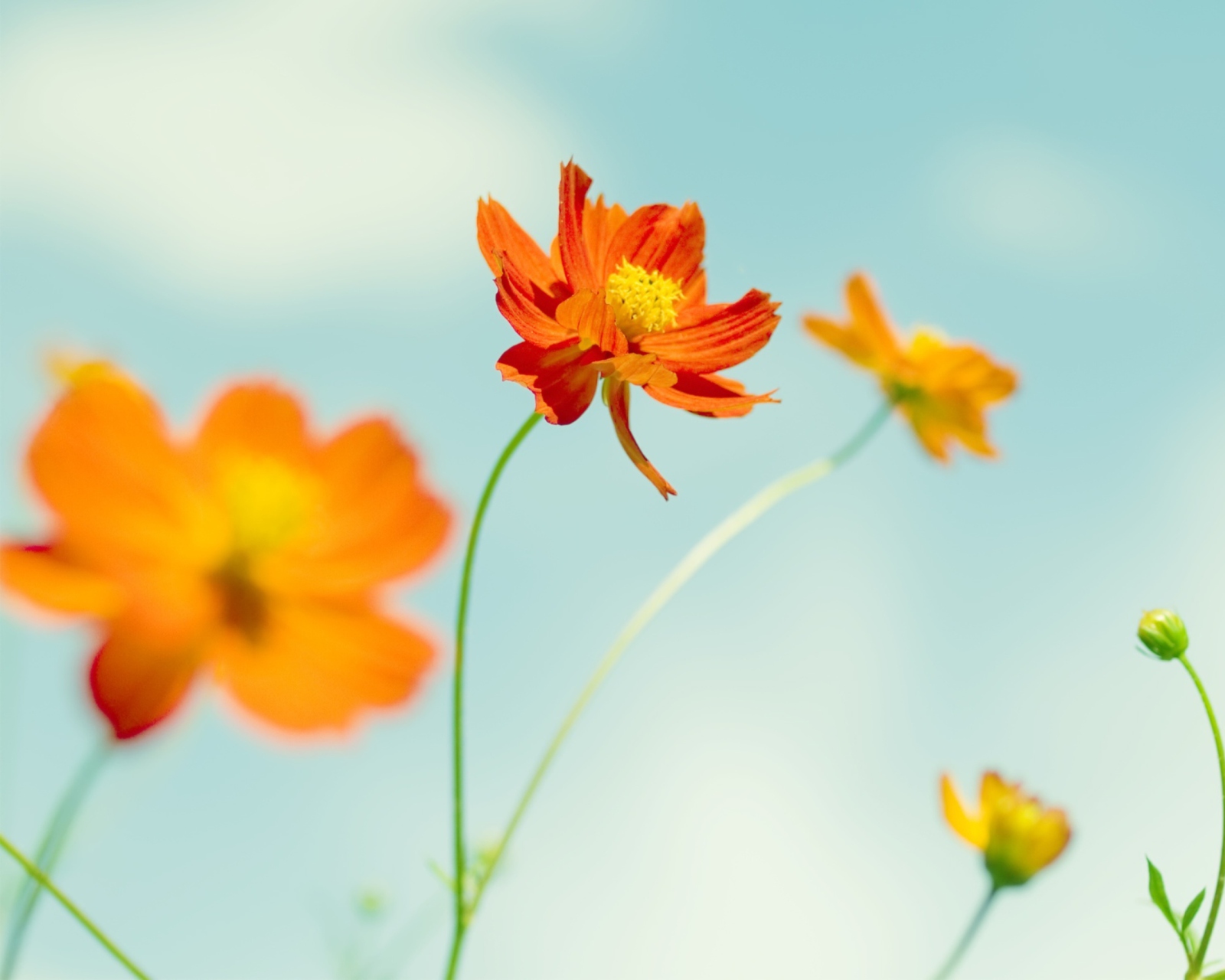 Sfondi Cosmos Flowers 1600x1280