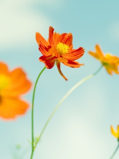 Cosmos Flowers wallpaper 240x320