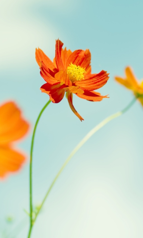 Das Cosmos Flowers Wallpaper 480x800