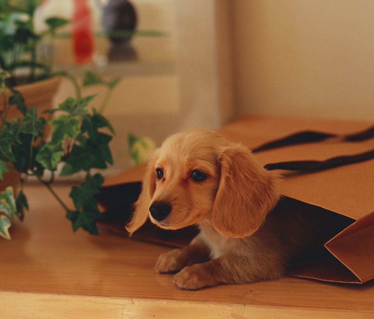 Обои Puppy In Paper Bag 1200x1024