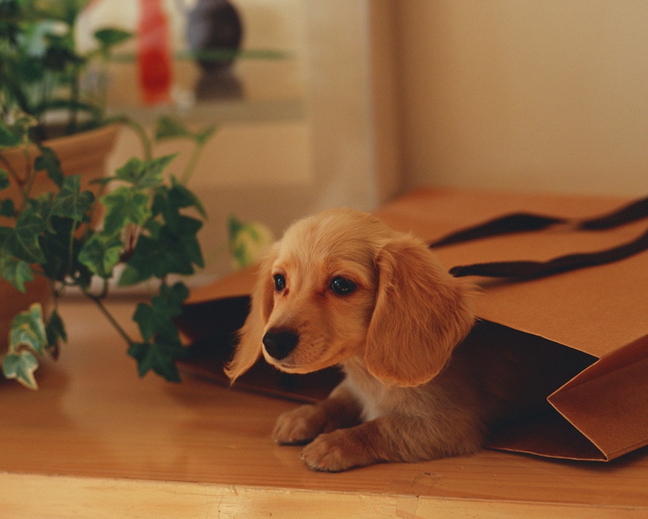 Обои Puppy In Paper Bag 1280x1024