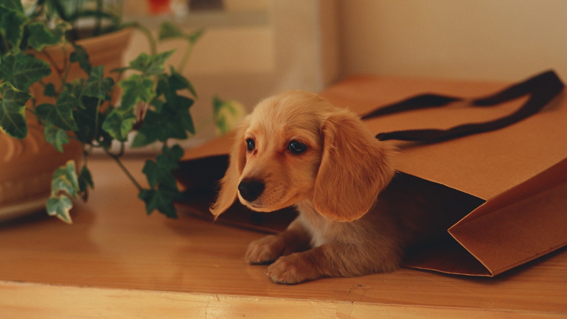 Das Puppy In Paper Bag Wallpaper 1920x1080