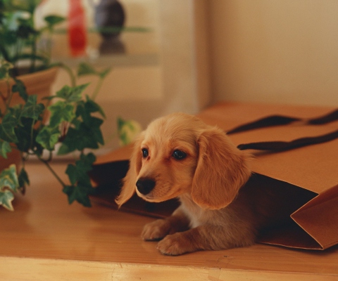 Обои Puppy In Paper Bag 480x400