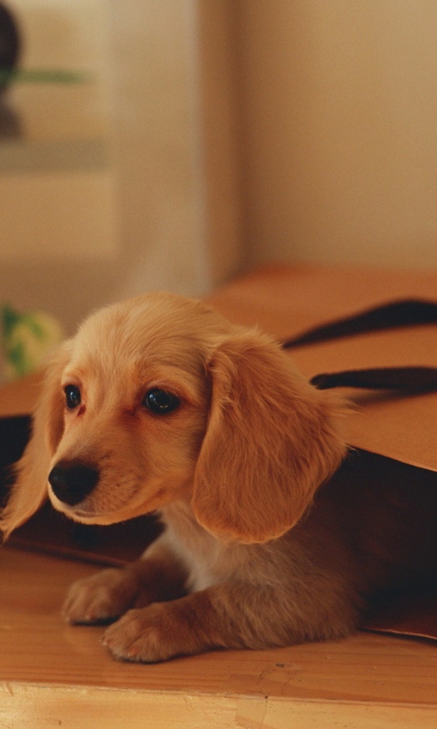 Puppy In Paper Bag screenshot #1 480x800