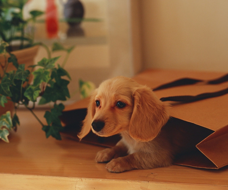 Обои Puppy In Paper Bag 960x800