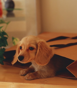 Puppy In Paper Bag - Obrázkek zdarma pro 132x176