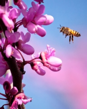 Screenshot №1 pro téma Purple Flowers And Bee 176x220