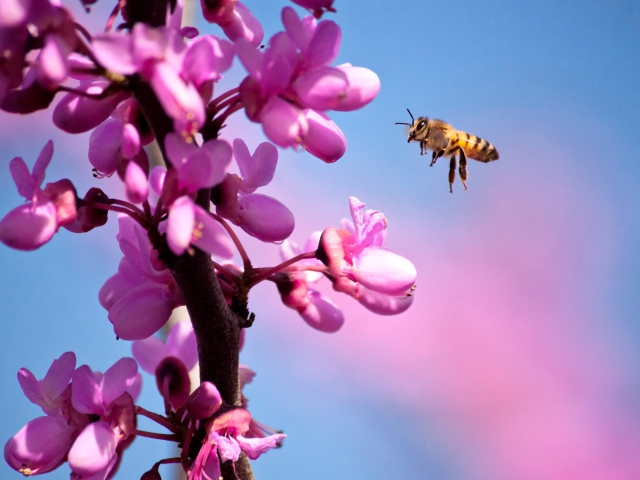 Purple Flowers And Bee wallpaper 640x480