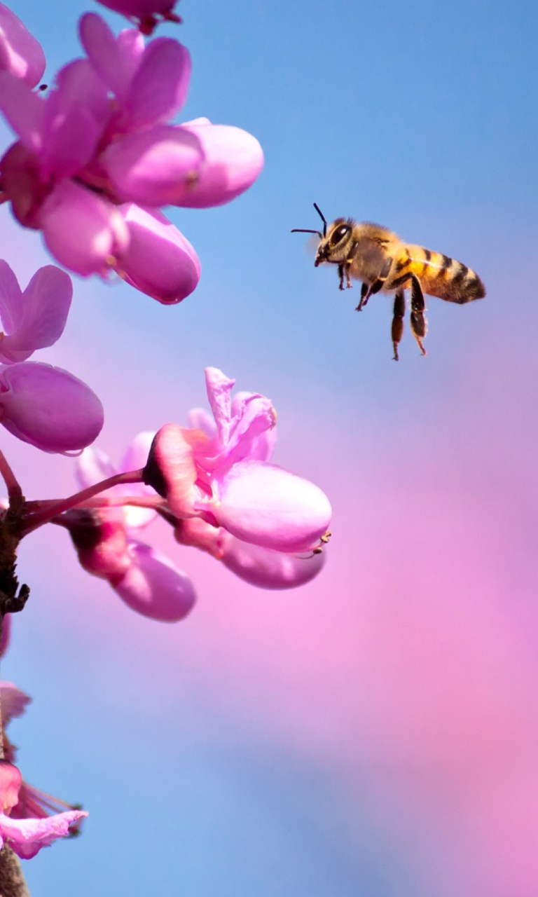 Purple Flowers And Bee wallpaper 768x1280