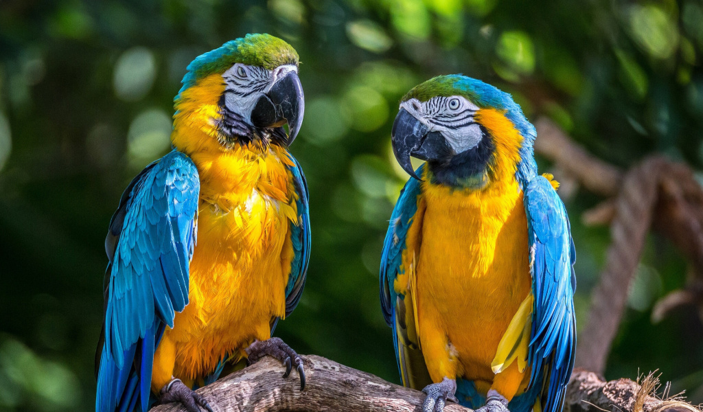 Fondo de pantalla Blue and Yellow Macaw Spot 1024x600