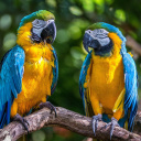 Обои Blue and Yellow Macaw Spot 128x128