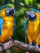 Fondo de pantalla Blue and Yellow Macaw Spot 132x176
