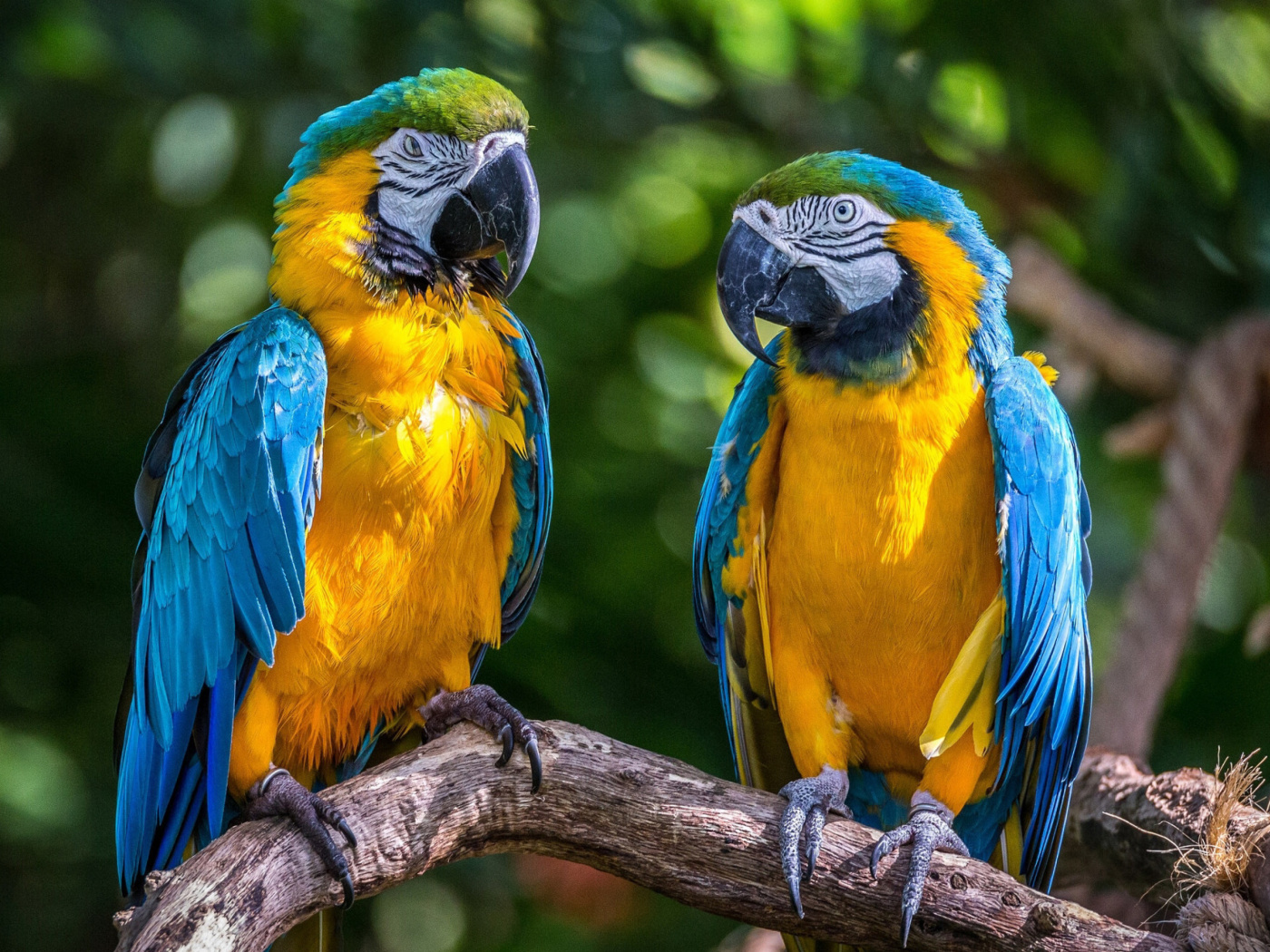 Screenshot №1 pro téma Blue and Yellow Macaw Spot 1400x1050