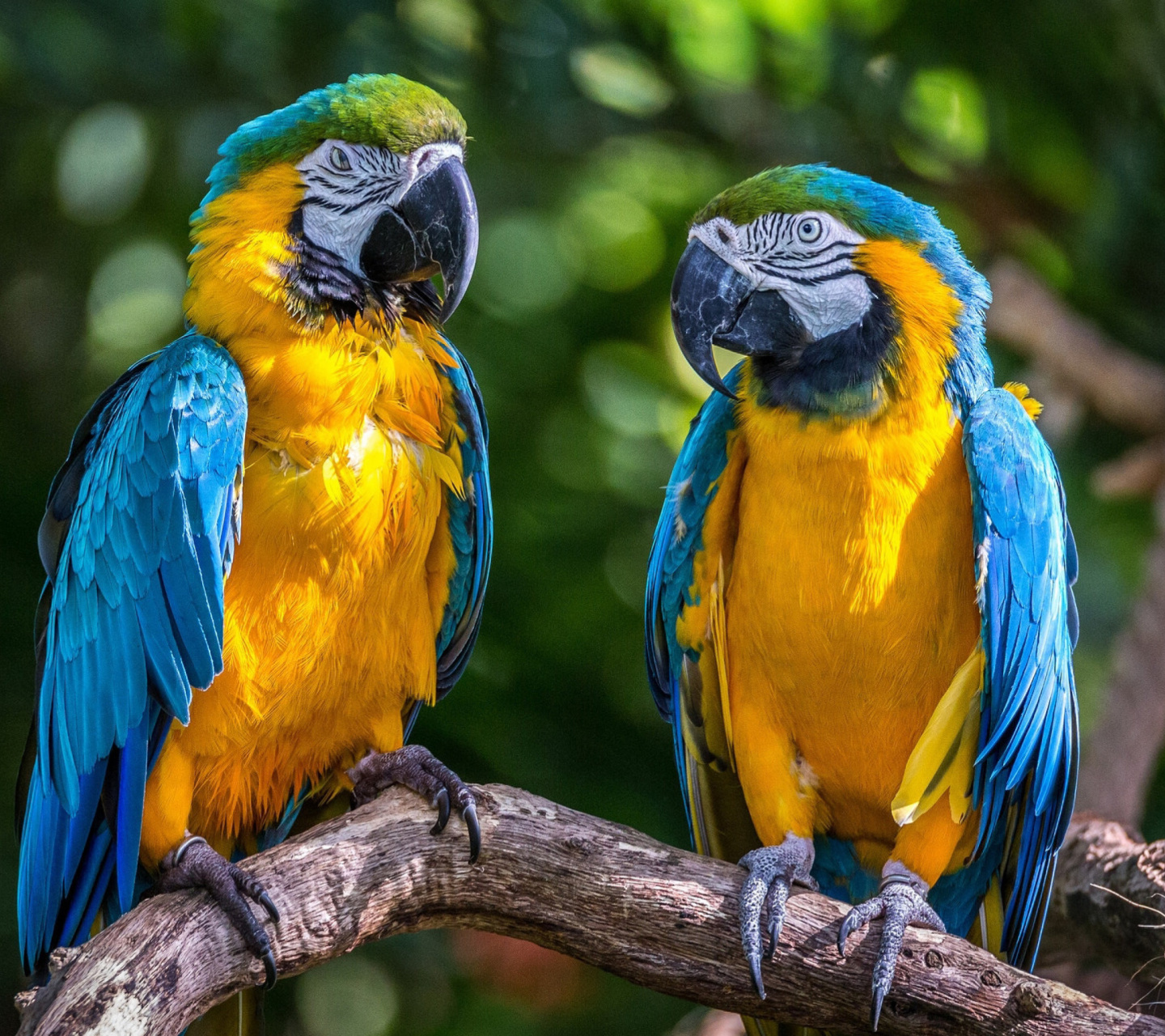 Обои Blue and Yellow Macaw Spot 1440x1280