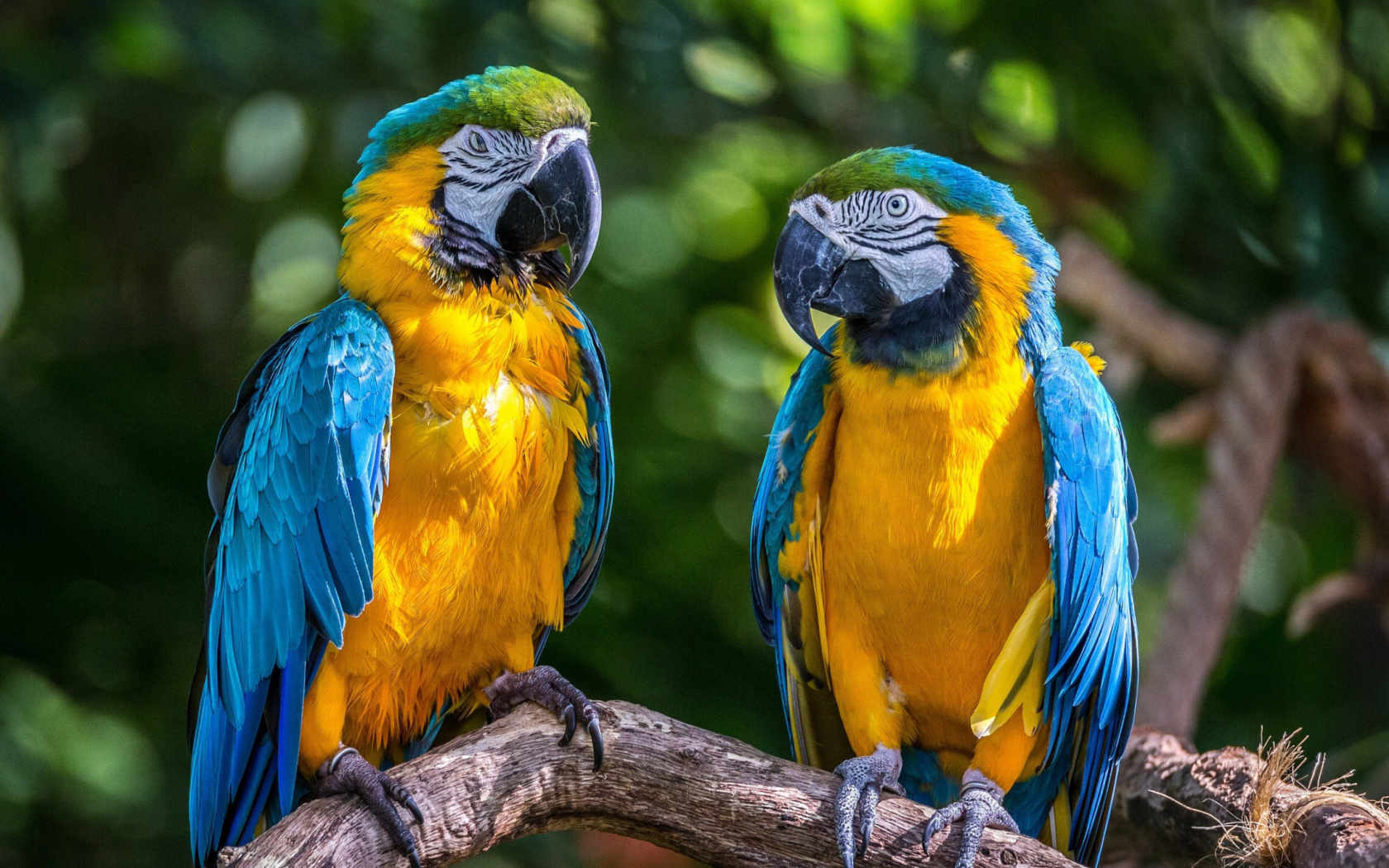 Обои Blue and Yellow Macaw Spot 1680x1050