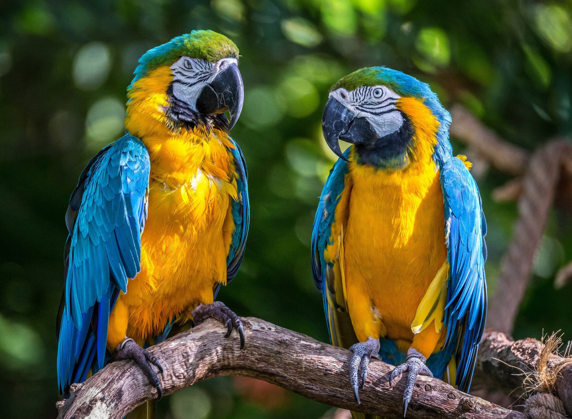 Fondo de pantalla Blue and Yellow Macaw Spot 1920x1408