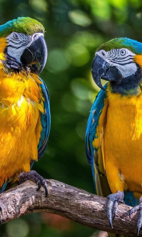 Blue and Yellow Macaw Spot wallpaper 480x800