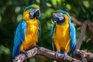 Blue and Yellow Macaw Spot Background for Android, iPhone and iPad