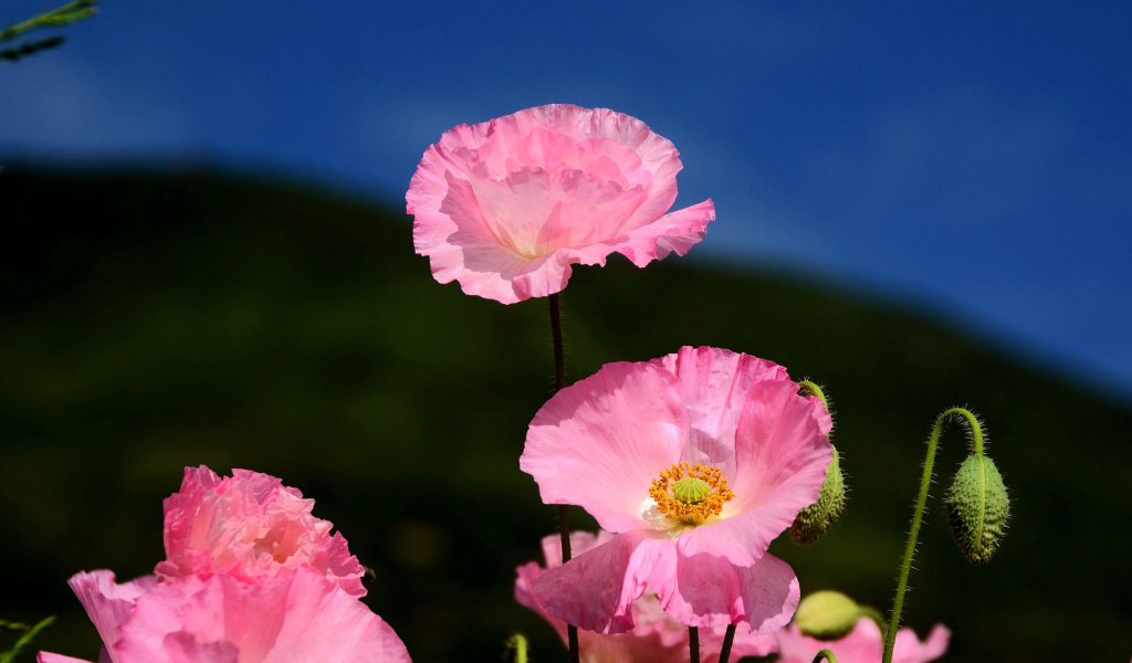 Pink Poppies Field wallpaper 1024x600