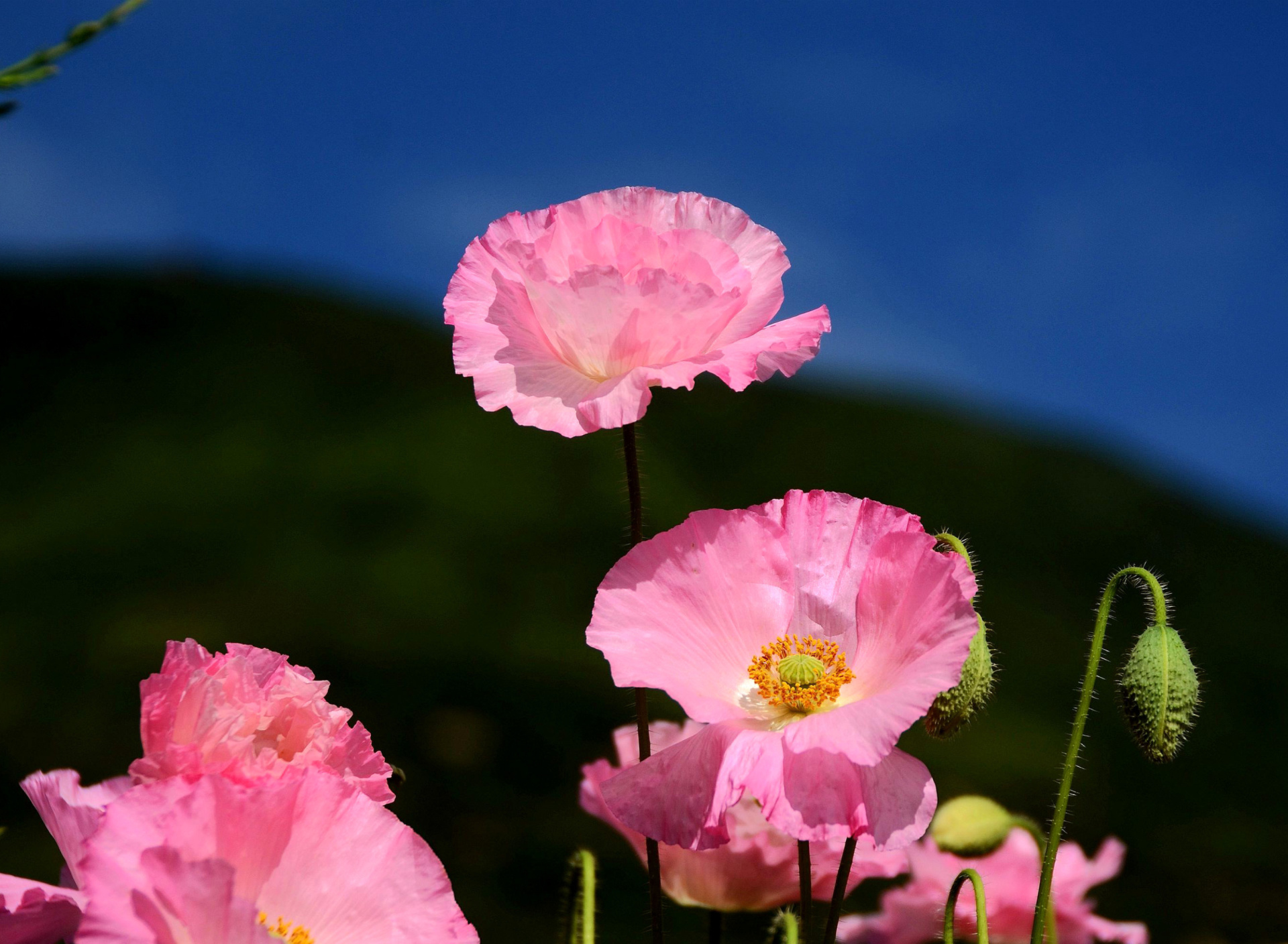 Обои Pink Poppies Field 1920x1408