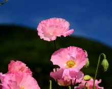 Обои Pink Poppies Field 220x176