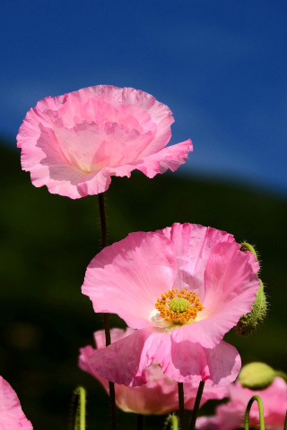 Pink Poppies Field wallpaper 320x480