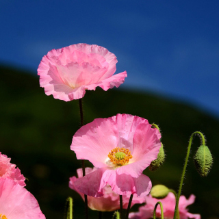 Pink Poppies Field sfondi gratuiti per iPad 3