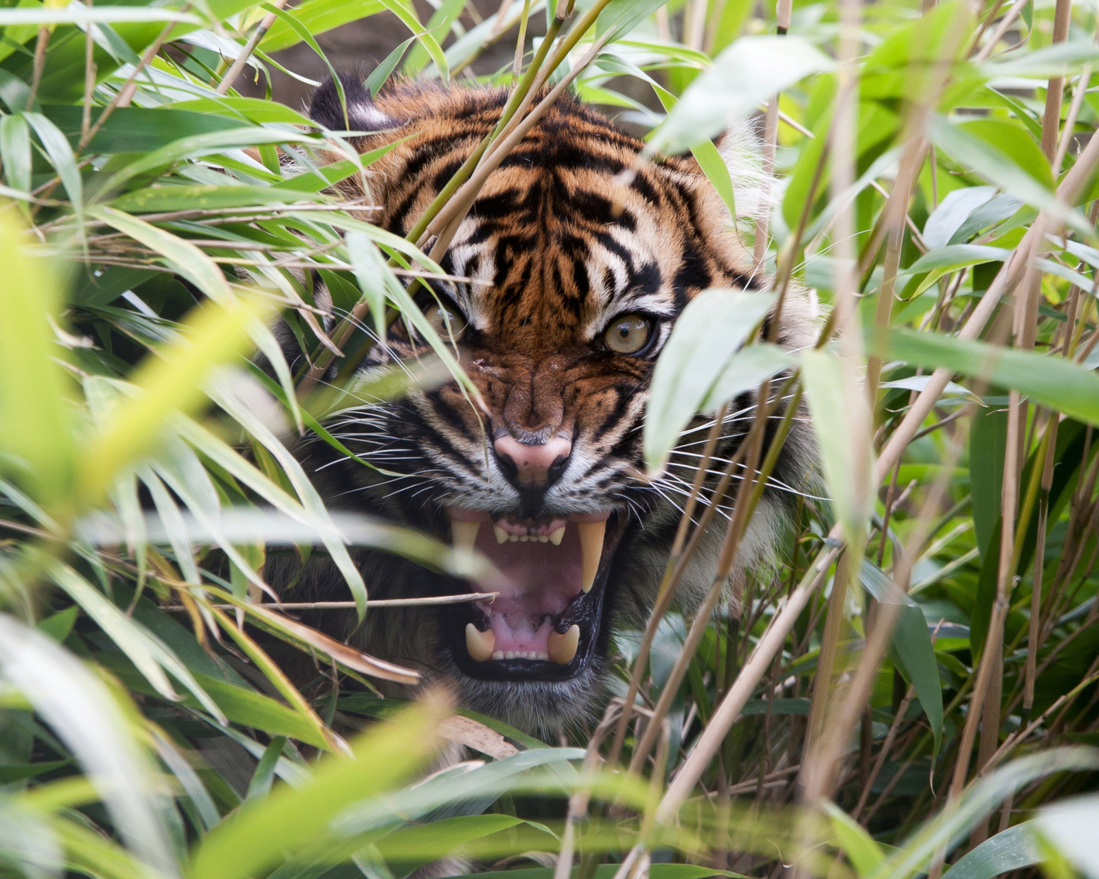 Tiger Hiding Behind Green Grass wallpaper 1600x1280