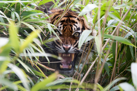 Das Tiger Hiding Behind Green Grass Wallpaper 480x320