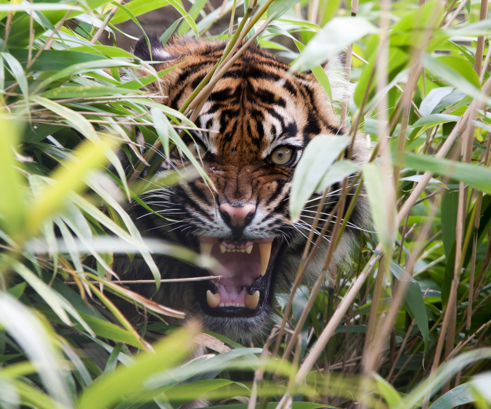Sfondi Tiger Hiding Behind Green Grass 960x800