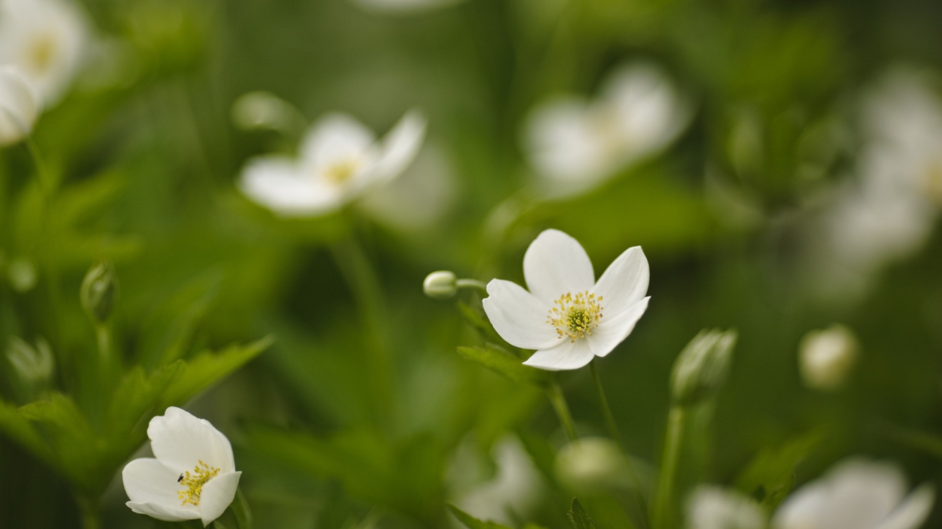 White Spring Flowers screenshot #1 1366x768