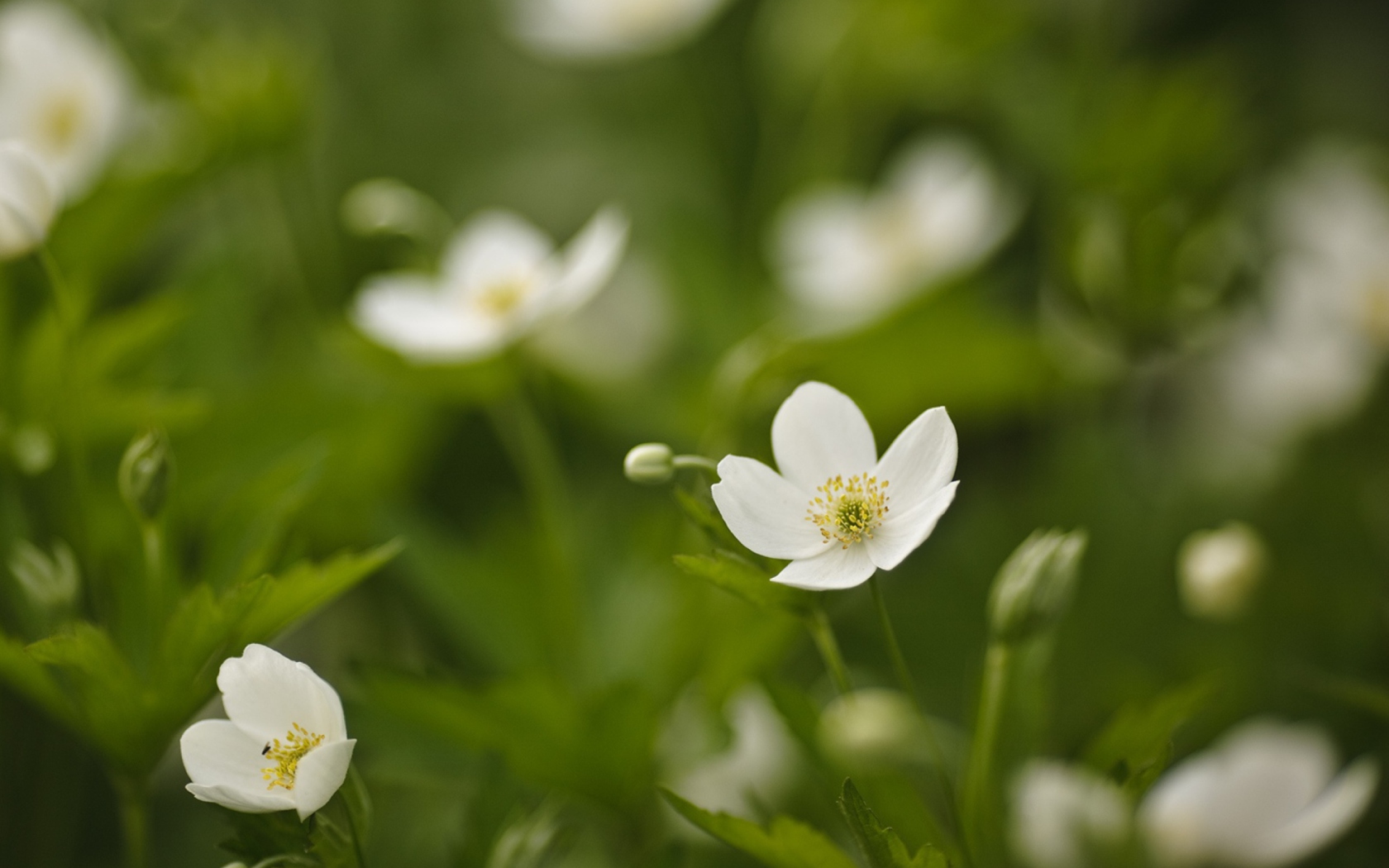 Screenshot №1 pro téma White Spring Flowers 1680x1050