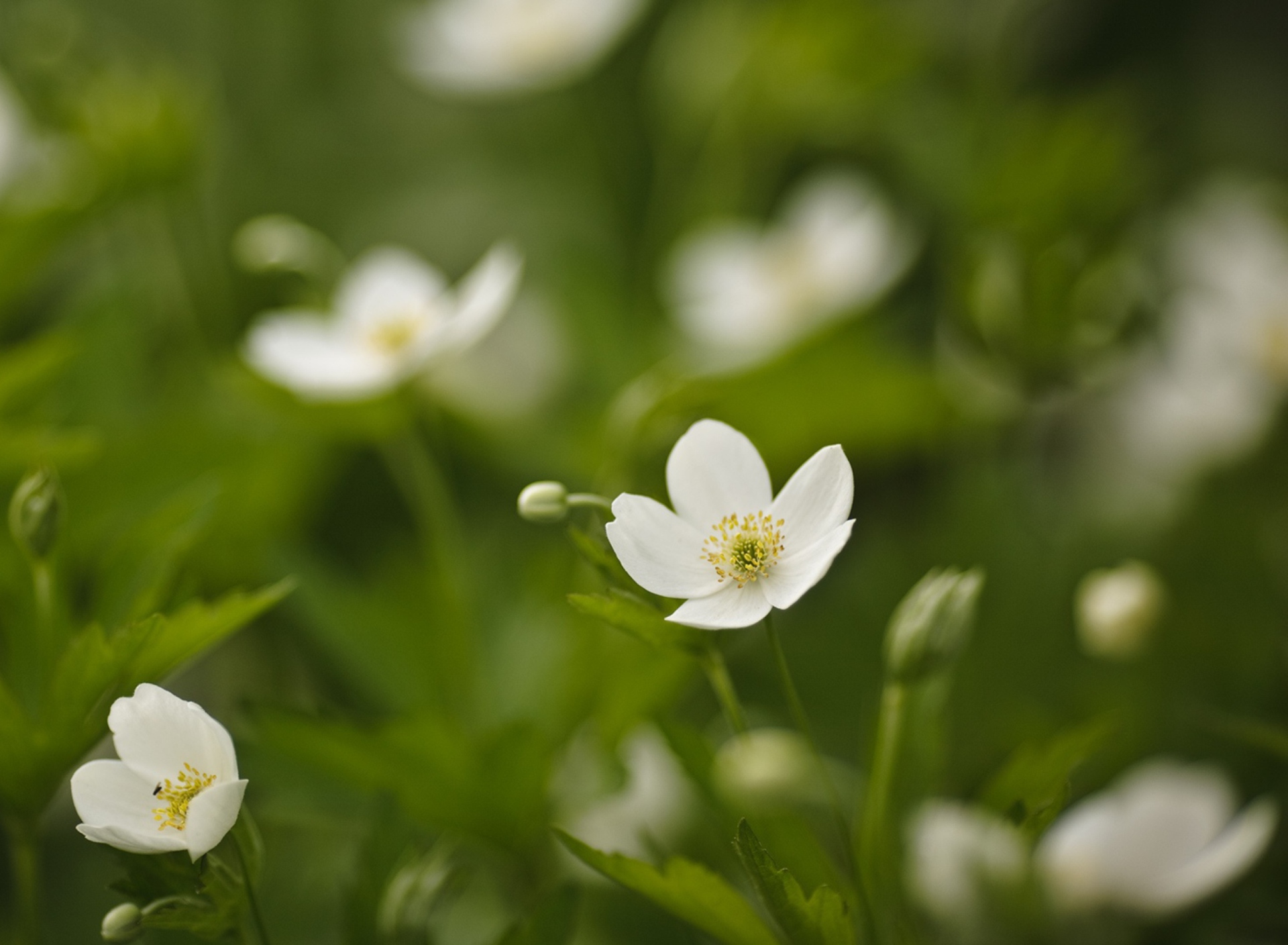 Screenshot №1 pro téma White Spring Flowers 1920x1408