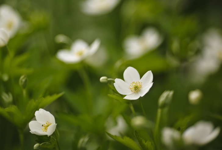 Fondo de pantalla White Spring Flowers
