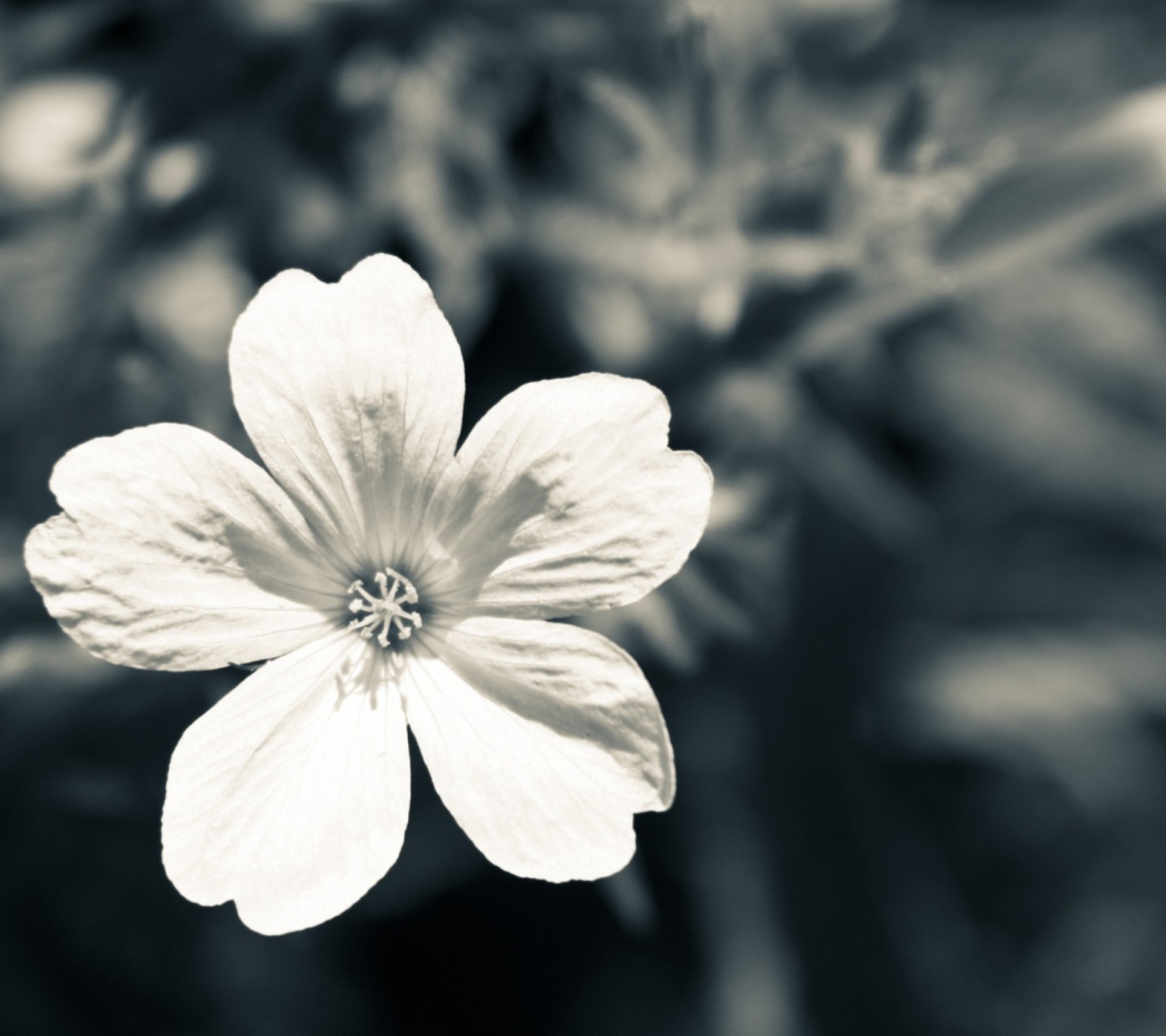 Sfondi Single White Flower 1440x1280