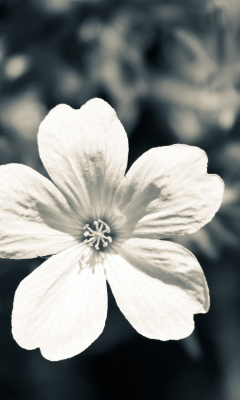 Single White Flower screenshot #1 768x1280