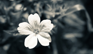 Single White Flower - Obrázkek zdarma 