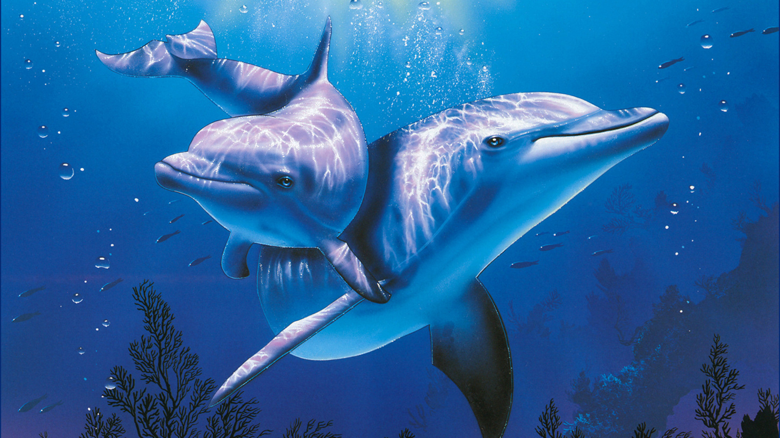 Das Blue Dolphins Wallpaper 1600x900