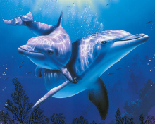 Sfondi Blue Dolphins 220x176