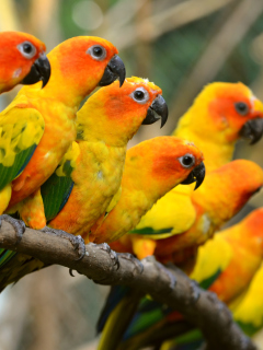 Fondo de pantalla Orange Parrots 240x320