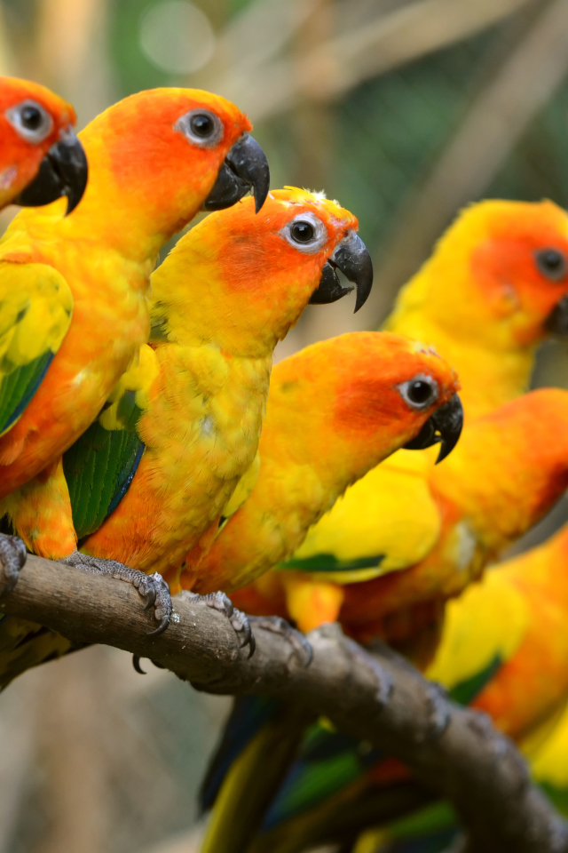 Fondo de pantalla Orange Parrots 640x960