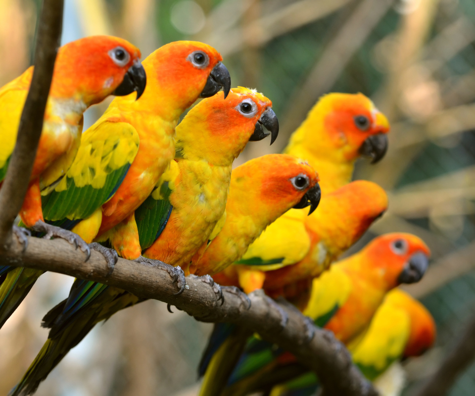 Orange Parrots screenshot #1 960x800