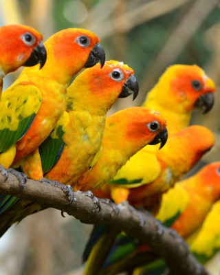 Orange Parrots - Obrázkek zdarma pro Nokia Asha 306
