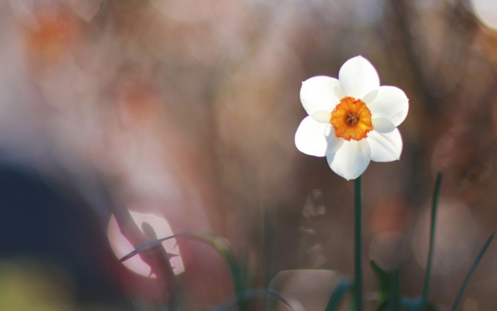 White Flower wallpaper 1680x1050