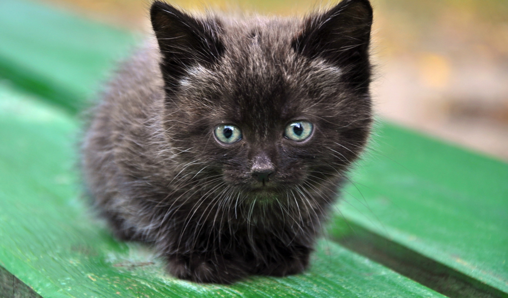 Обои Cute Little Black Kitten 1024x600