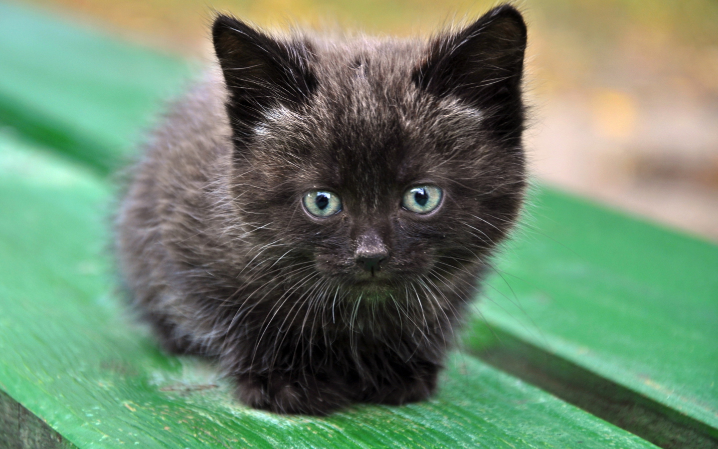 Screenshot №1 pro téma Cute Little Black Kitten 1440x900