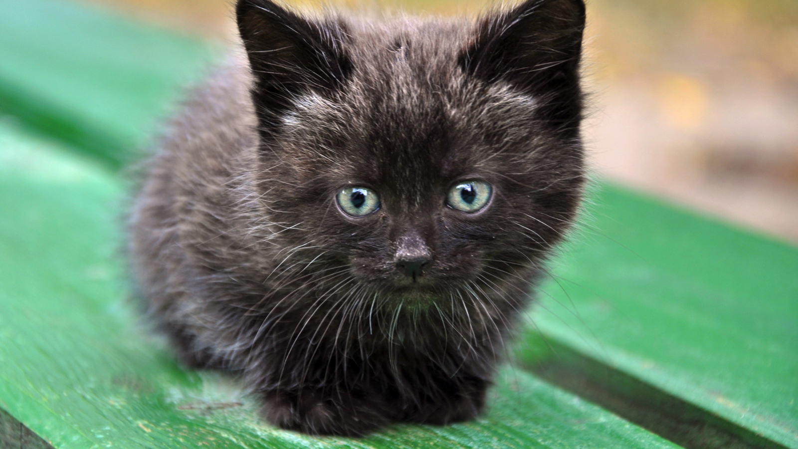 Screenshot №1 pro téma Cute Little Black Kitten 1600x900